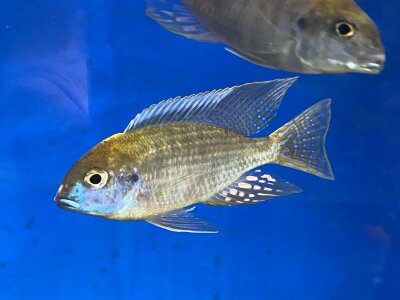Lethrinops microstoma gold Nkatha Bay 8-12 cm