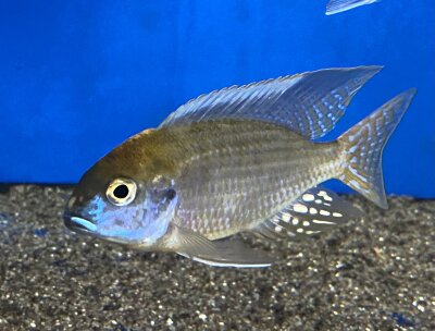 Lethrinops microstoma gold Nkatha Bay 8-12 cm