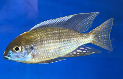 Lethrinops microstoma gold Nkatha Bay 8-12 cm