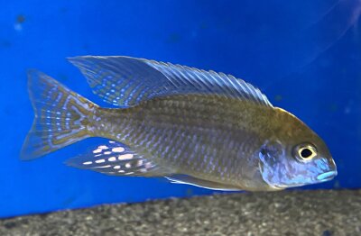 Lethrinops microstoma gold Nkatha Bay 8-12 cm
