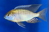 Lethrinops microstoma gold Nkatha Bay 8-12 cm