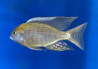 Lethrinops microstoma gold Nkatha Bay 8-12 cm