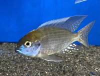 Lethrinops microstoma gold Nkatha Bay 8-12 cm