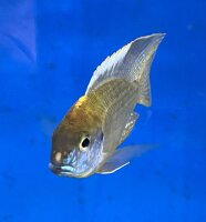 Lethrinops microstoma gold Nkatha Bay 8-12 cm