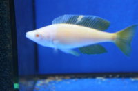 Cyprichromis lept. speckleback Albino 9-12 cm
