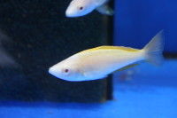 Cyprichromis leptosoma speckleback Moba Albino 9-12 cm