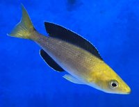Cyprichromis leptosoma yellow head Mpimbwe 7-9 cm