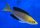 Cyprichromis leptosoma yellow head Mpimbwe 7-9 cm