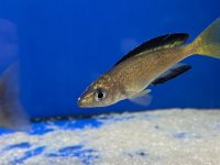 Cyprichromis microlepidotus Bemba 10-12 cm
