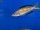 Cyprichromis microlepidotus Bemba 10-12 cm