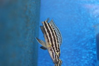 Julidochromis regani umbura 5-6 cm