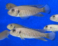 Triglachromis otostigma 8-10 cm