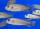 Triglachromis otostigma 8-10 cm