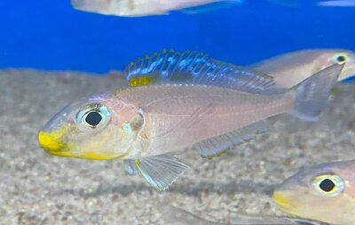 Xenotilapia bathyphilus Kekese 6-8 cm