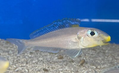 Xenotilapia bathyphilus Kekese 6-8 cm