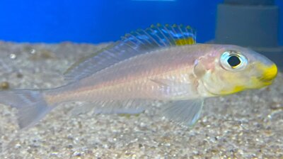 Xenotilapia bathyphilus Kekese 6-8 cm