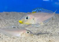 Xenotilapia bathyphilus Kekese 6-8 cm