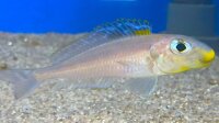 Xenotilapia bathyphilus Kekese 6-8 cm