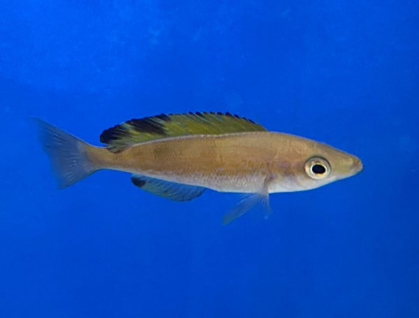 Cyprichromis microlepidotus Muruku 7-9 cm