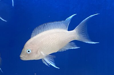 Neolamprologus marunguensis Kapampa 4-6 cm