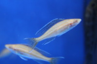 Paracyprichromis nigripinnis blue neon Albino 4-6 cm