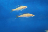 Paracyprichromis nigripinnis blue neon Albino 7-9 cm