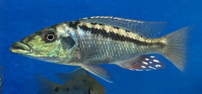 Lichnochromis acuticeps 14-16 cm