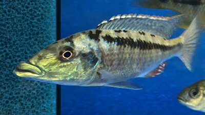 Lichnochromis acuticeps 14-16 cm