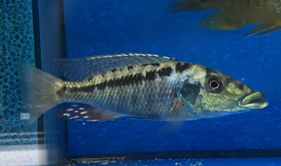 Lichnochromis acuticeps 14-16 cm