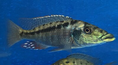 Lichnochromis acuticeps 14-16 cm
