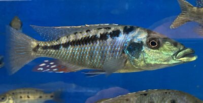 Lichnochromis acuticeps 14-16 cm