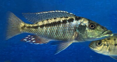 Lichnochromis acuticeps 14-16 cm
