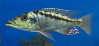 Lichnochromis acuticeps 14-16 cm