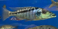 Lichnochromis acuticeps 14-16 cm