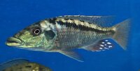 Lichnochromis acuticeps 14-16 cm