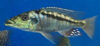 Lichnochromis acuticeps 14-16 cm