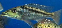 Lichnochromis acuticeps 14-16 cm
