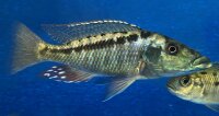 Lichnochromis acuticeps 14-16 cm