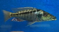 Lichnochromis acuticeps 14-16 cm