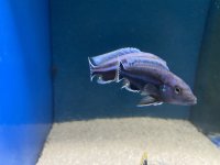 Melanochromis chipokae 4-6 cm