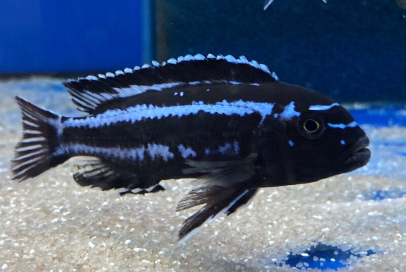 Melanochromis maingano (cyaneorhabdos) 5-6 cm