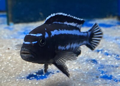 Melanochromis maingano (cyaneorhabdos) 5-6 cm