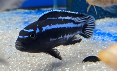 Melanochromis maingano (cyaneorhabdos) 5-6 cm