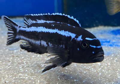 Melanochromis maingano (cyaneorhabdos) 5-6 cm