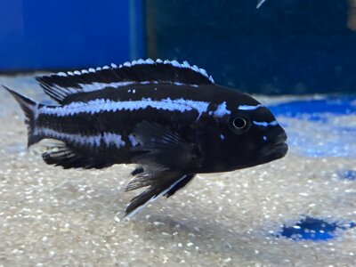 Melanochromis maingano (cyaneorhabdos) 5-6 cm