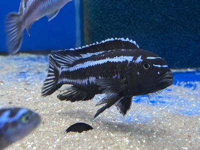 Melanochromis maingano (cyaneorhabdos) 5-6 cm