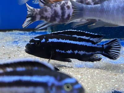 Melanochromis maingano (cyaneorhabdos) 5-6 cm