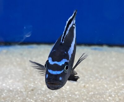 Melanochromis maingano (cyaneorhabdos) 5-6 cm