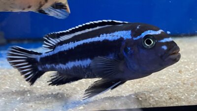 Melanochromis maingano (cyaneorhabdos) 5-6 cm