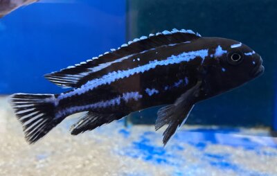 Melanochromis maingano (cyaneorhabdos) 5-6 cm